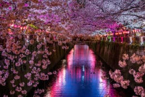 A canal at night with pink cherry blossoms and purple lights illuminating the area and reflecting off the water in the canal
