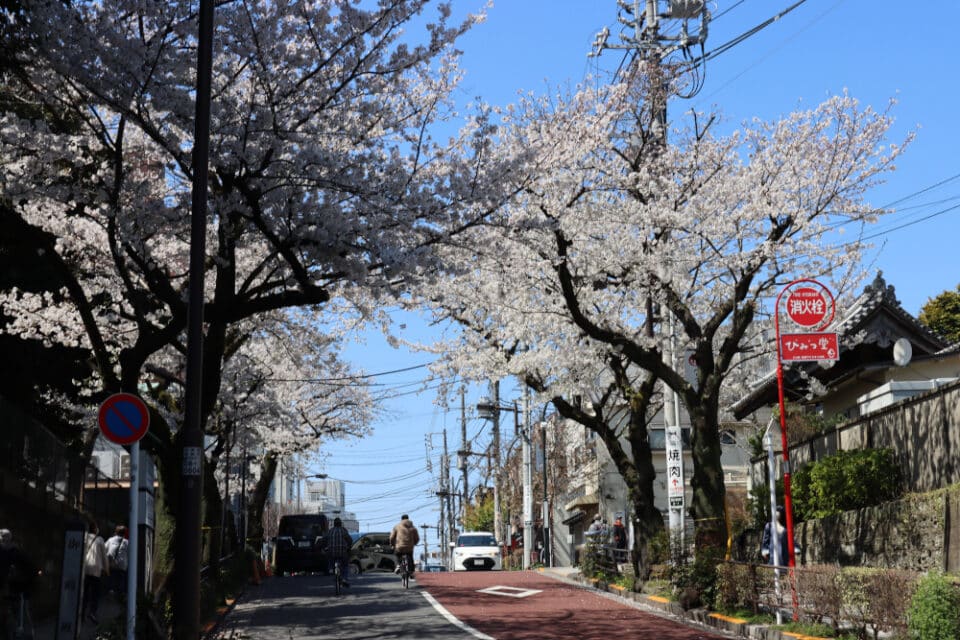 2026 Daytime Hanami (Cherry Blossom) Tour: Tokyo | Arigato Travel