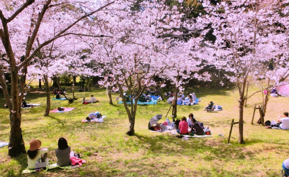 Tokyo, Japan. 24th Mar, 2022. The traditional Japanese Cherry blossom  season in Tokyo is set to start on March 28, 2022. Some Sakura trees  started to bloom already, like here in Naka