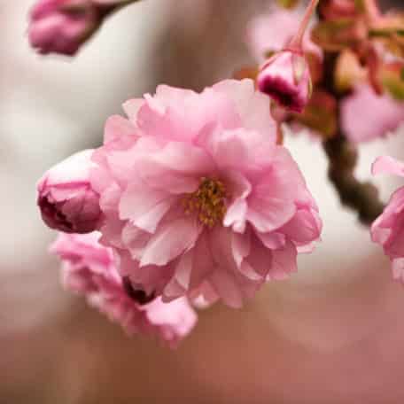 Sakura season: all the delicious themed treats, both salty and sweet!