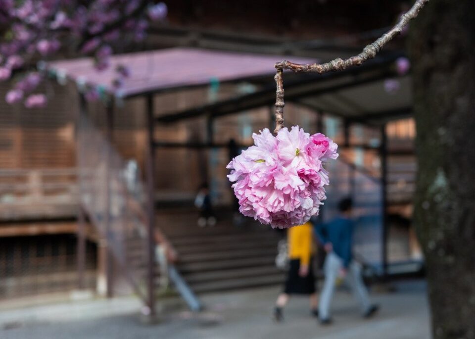 10 Cherry Blossom Varieties Not to Miss in Japan