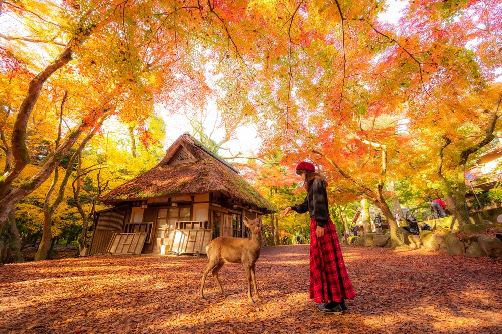 Autumn Landscape in Nara Deer Park